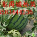山东禹城孙英平：京欣1元/斤