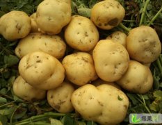河南南阳金华大量供应优质土豆