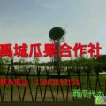 禹城西瓜降价了，降价了，大棚二茬大量上市