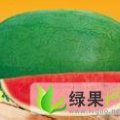新疆吐鲁番市炮弹瓜供应：我是三堡老王西瓜