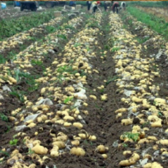 扣膜，陆地的中暑，荷兰