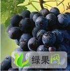 湖北鄂城余斌：常年收购红提