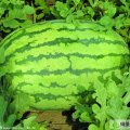 山东惠民花皮无籽：孟家孟鑫