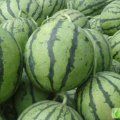 山东平原京欣供应：我是王大卦邓伟