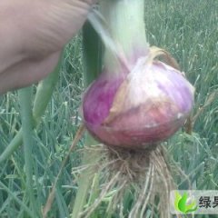 河南滑县红皮洋葱供应：我是大寨乡常卫鹏
