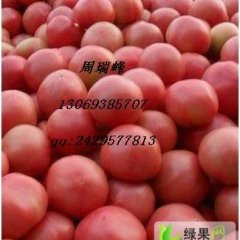 新乡市延津县周瑞峰：金鹏0.8元/斤