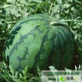山东泗水京欣：杨柳镇张海新