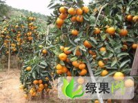广西贺州市富川，特早熟蜜橘，脐橙供应