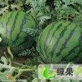 陕西蒲城大棚西瓜和酥梨之乡