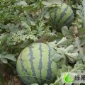 山东惠民京欣：宋美礼
