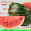 商丘李口冠龙：任新红