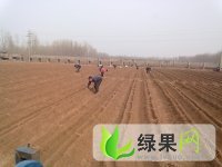 河南沁阳铁棍山药：王曲乡赵新光