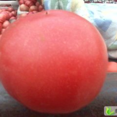 山东商河硬粉：玉皇庙马经理