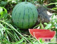 河北清苑京欣：张登镇张彬