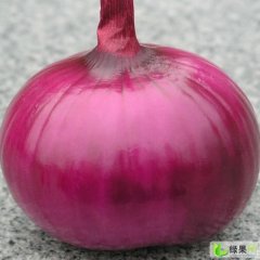 山东惠民红皮洋葱：申桥万关先生