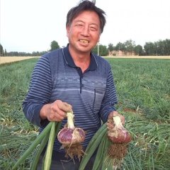 河南沁阳紫皮洋葱：崇义镇王志军