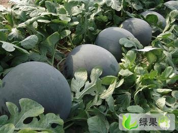 黑皮无籽价格
