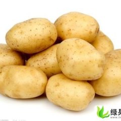 山东滕州延薯四号：姜屯镇刘政霖