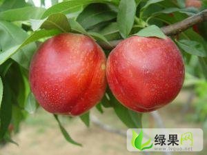 麒麟西瓜价格