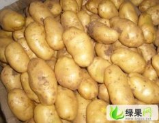 河南沈丘荷兰十五土豆大量供应价格在0.70元/斤