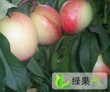 陕西油桃产地批发 油桃价格行情