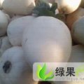 山东费县早雪518陕甜：薛庄镇李吉岗