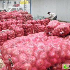 农场500亩红皮洋葱急售0.3元