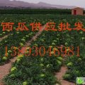 甘肃靖远好西瓜供应代办13893046981