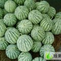安徽石台8424西瓜：矶滩蔬杨海青