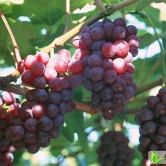 陕西大荔红提：高明镇常琪