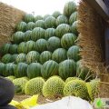 山东寒亭京欣系列：朱里街刘玉涛