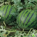 山东郯城金欣2号西瓜：红花乡张永峰