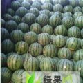 山东平原麒麟西瓜：王打卦曹廷义