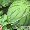 山东禹城京欣：伦镇解先生