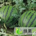 辽宁凌海京欣 还有土豆和白菜