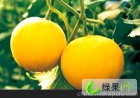 山东莘县洋香瓜：河店镇杨先生