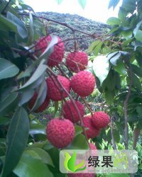 广东南山糯米糍：西丽镇黄盖三