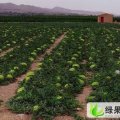 甘肃山丹金城5号：三十里董天财