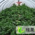 山东滨州惠民绿果地方通讯员—李