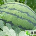 山东惠民黑皮无籽：麻店镇朱金亮