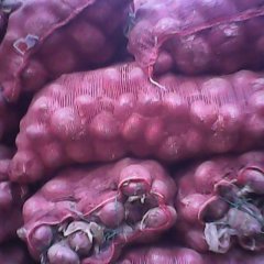 河南滑县紫皮洋葱：大寨乡常永革