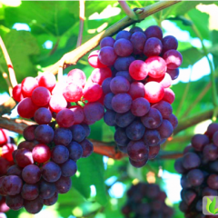 菏泽巨峰无籽青葡萄 红葡萄8611 縢稔