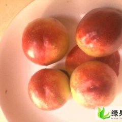 陕西大荔中油5号油桃：范家镇侯景祥