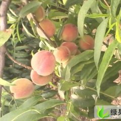 陕西大荔郑二毛桃：范家镇侯景祥