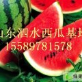 山东泗水陆地西瓜：泗水镇李先生