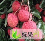 广东水东优质荔枝：陈龙