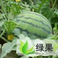 河南通许花皮无籽：竖岗镇夏中威