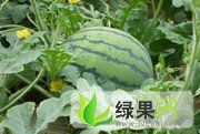 花皮无籽价格