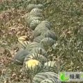 山东寒亭京欣：朱里镇李先生