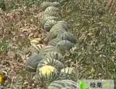 山东寒亭京欣：朱里镇李先生